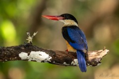 Hvidhalset Smyrnaisfugl / Black-capped Kingfisher