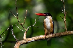 Hvidhalset Smyrnaisfugl / Black-capped Kingfisher