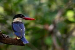 Hvidhalset Smyrnaisfugl / Black-capped Kingfisher