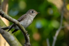 Brun Fluesnapper / Asian Brown Flycatcher