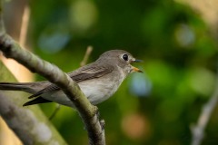 Brun Fluesnapper / Asian Brown Flycatcher