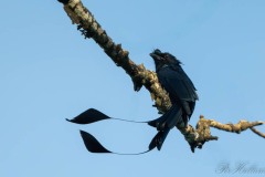 Lille Pragtdrongo / Greater Racket-tailed Drongo