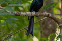 Lille Pragtdrongo / Greater Racket-tailed Drongo