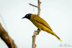 Sorthovedet Bulbul / Black-headed Bulbul