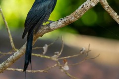 Lille Pragtdrongo / Greater Racket-tailed Drongo