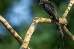 Lille Pragtdrongo / Greater Racket-tailed Drongo