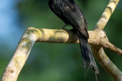 Lille Pragtdrongo / Greater Racket-tailed Drongo