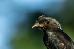 Lille Pragtdrongo / Greater Racket-tailed Drongo