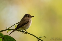 Brunbrystet Fluesnapper / Brown-breasted Flycatcher