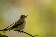 Brunbrystet Fluesnapper / Brown-breasted Flycatcher