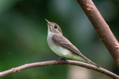 Brun Fluesnapper / Asian Brown Flycatcher