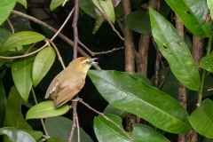 Stribet Mejsetimalie / Striped Tit-Babbler, Timalier