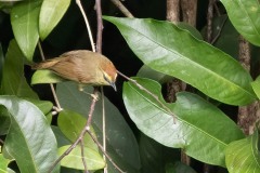 Stribet Mejsetimalie / Striped Tit-Babbler, Timalier