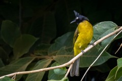 Sorttoppet Bulbul / Black-crested Bulbul