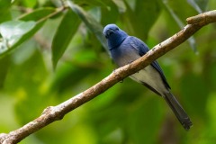 Azurmonark (Sortnakket Blå fluesnapper) / Black-naped monarch