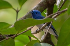 Azurmonark (Sortnakket Blå fluesnapper) / Black-naped monarch