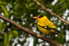 Sortnakket Pirol / Black-naped Oriole