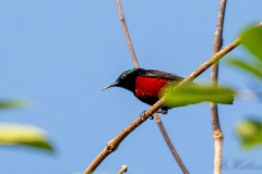 Grønkronet Solfugl / Van Hasselt´s Sunbird