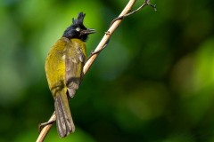 Sorttoppet Bulbul / Black-crested Bulbul