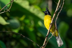 Sorttoppet Bulbul / Black-crested Bulbul